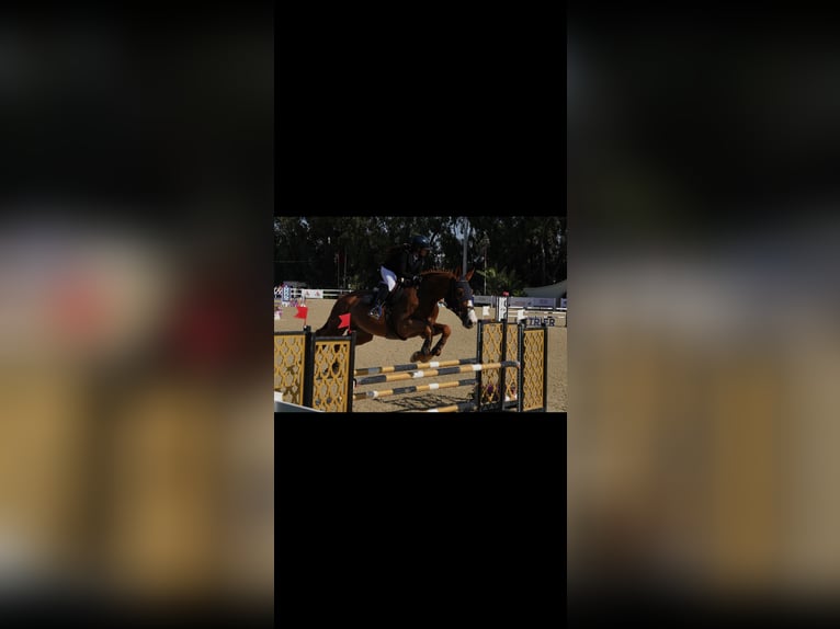 Selle Français Giumenta 11 Anni 182 cm Sauro scuro in Tanger,Africa