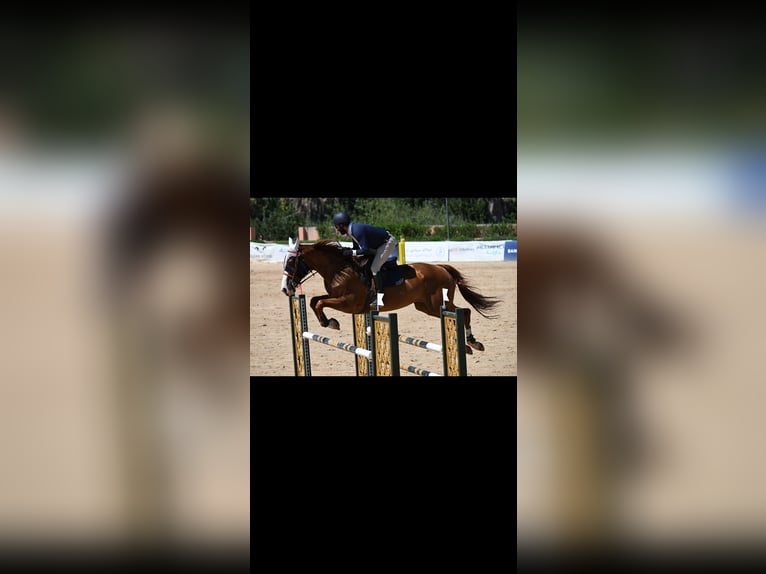 Selle Français Giumenta 11 Anni 182 cm Sauro scuro in Tanger,Africa