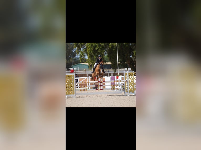 Selle Français Giumenta 11 Anni 182 cm Sauro scuro in Tanger,Africa