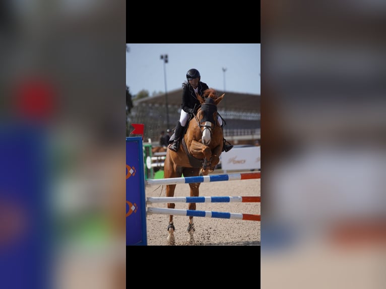 Selle Français Giumenta 11 Anni 182 cm Sauro scuro in Tanger,Africa