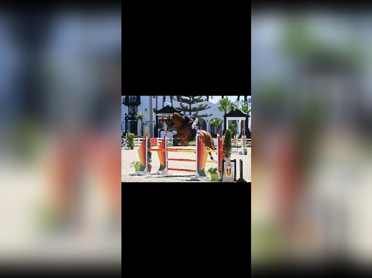 Selle Français Giumenta 11 Anni 182 cm Sauro scuro in Tanger,Africa