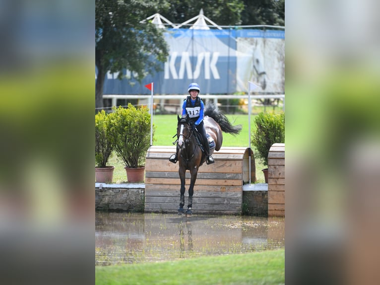 Selle Français Giumenta 12 Anni 148 cm Baio in varese