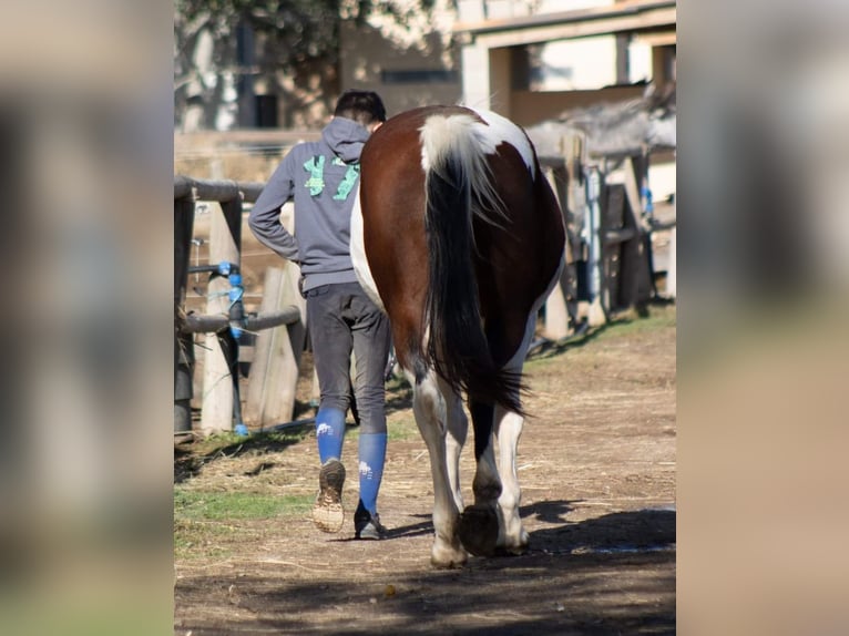 Selle Français Giumenta 12 Anni 155 cm Pezzato in Coursan