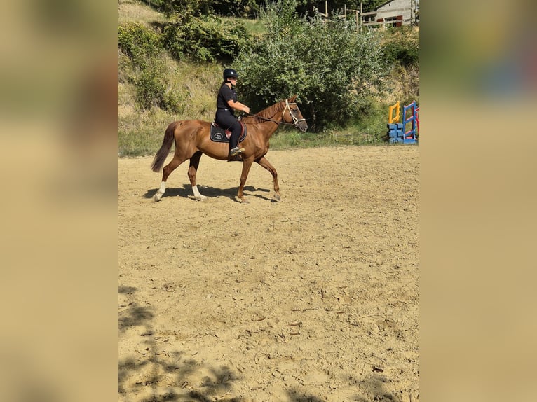 Selle Français Giumenta 12 Anni 160 cm Sauro ciliegia in Savasse