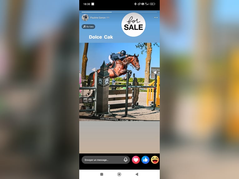 Selle Français Giumenta 12 Anni 165 cm Baio in Theux