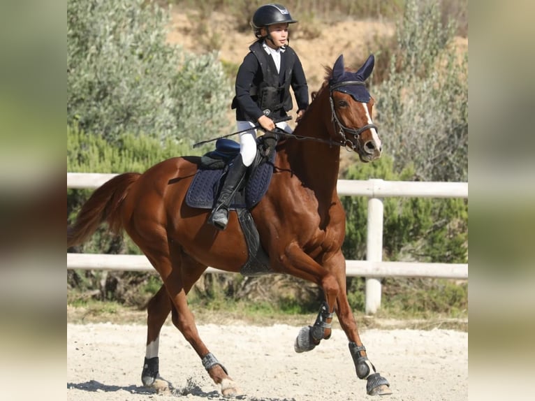 Selle Français Giumenta 12 Anni 165 cm Sauro in Pertuis