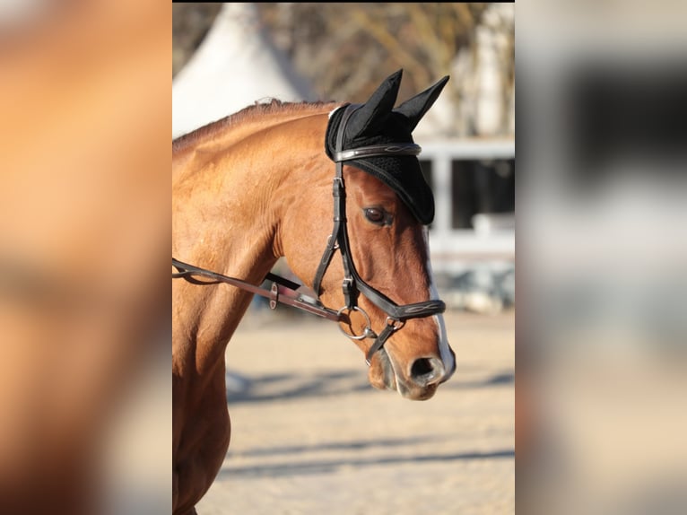 Selle Français Giumenta 12 Anni 165 cm Sauro in Pertuis