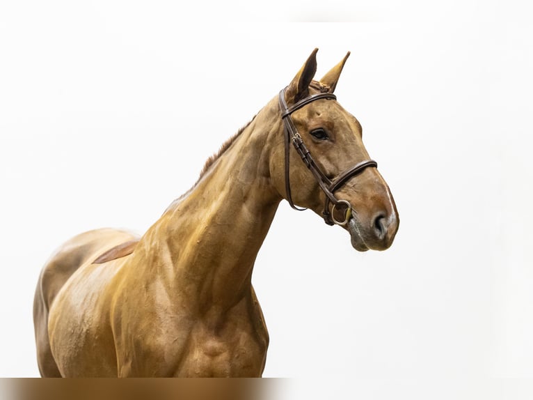 Selle Français Giumenta 12 Anni 172 cm Sauro scuro in Waddinxveen