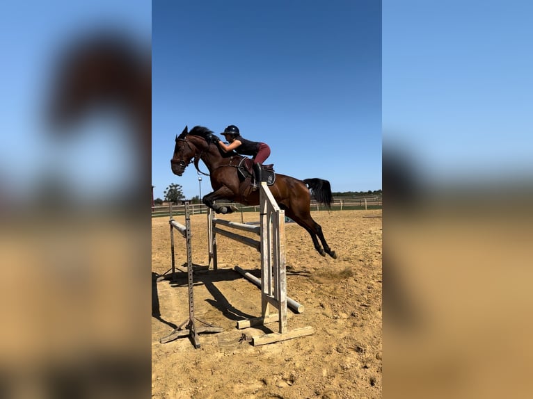 Selle Français Giumenta 12 Anni Baio scuro in lherm