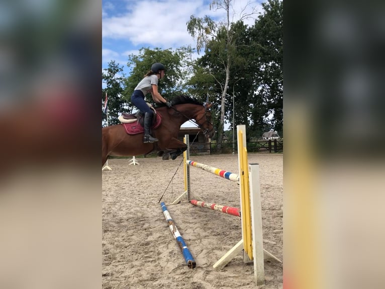 Selle Français Giumenta 13 Anni 158 cm Baio in Epe