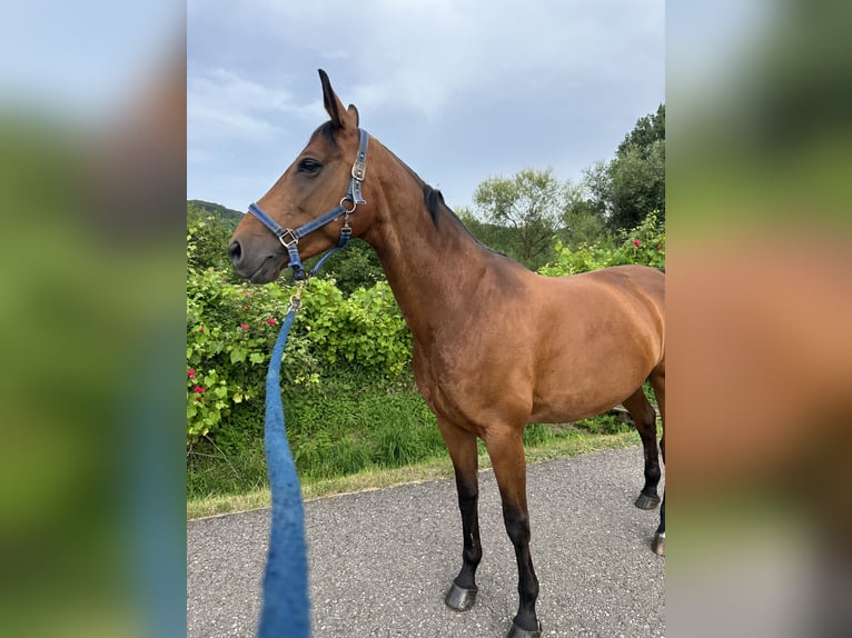 Selle Français Giumenta 13 Anni 162 cm Baio in Weinheim