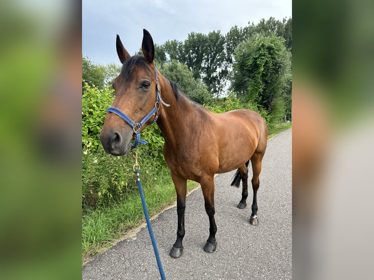 Selle Français Giumenta 13 Anni 162 cm Baio in Weinheim