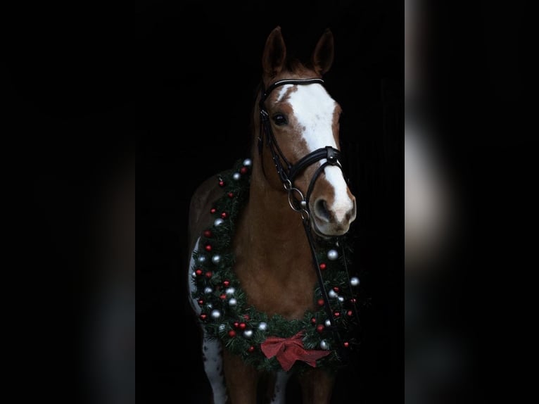 Selle Français Giumenta 13 Anni 163 cm Pezzato in Geraardsbergen