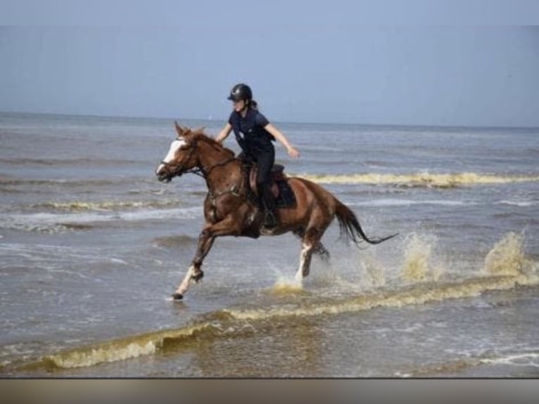 Selle Français Giumenta 13 Anni 163 cm Pezzato in Geraardsbergen