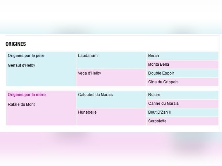 Selle Français Giumenta 13 Anni 165 cm Baio in Curcy sur orne