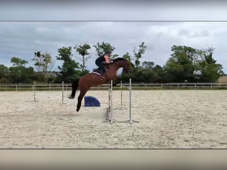 Selle Français Giumenta 13 Anni 165 cm Baio ciliegia in Saint-Manvieu-Norrey