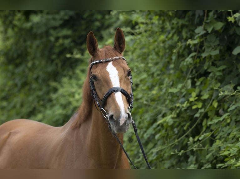 Selle Français Giumenta 13 Anni 165 cm Sauro in Lausen