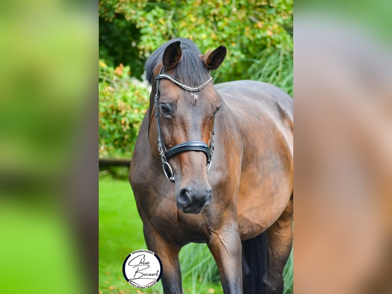 Selle Français Giumenta 13 Anni 172 cm Baio nero in Saint-Lô