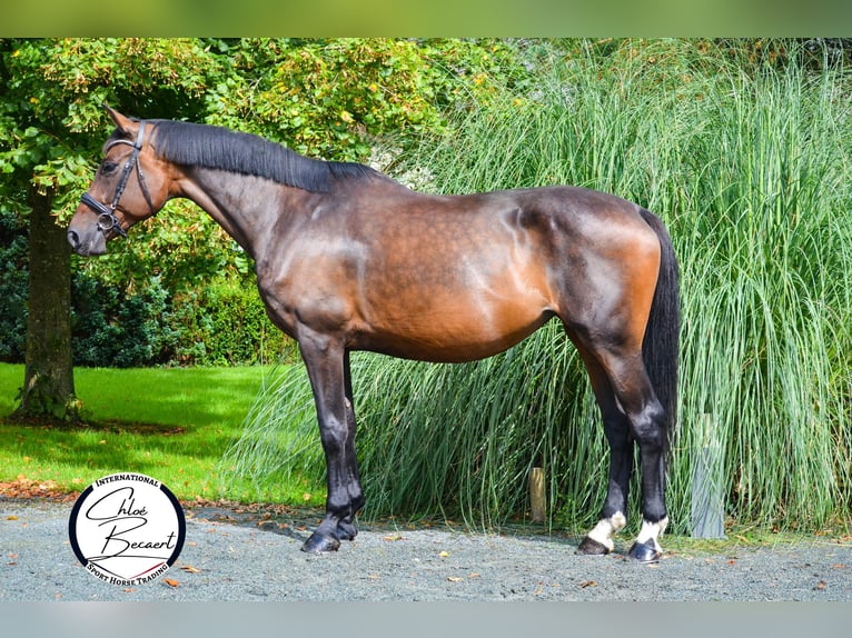 Selle Français Giumenta 13 Anni 174 cm Baio nero in Saint-Lô