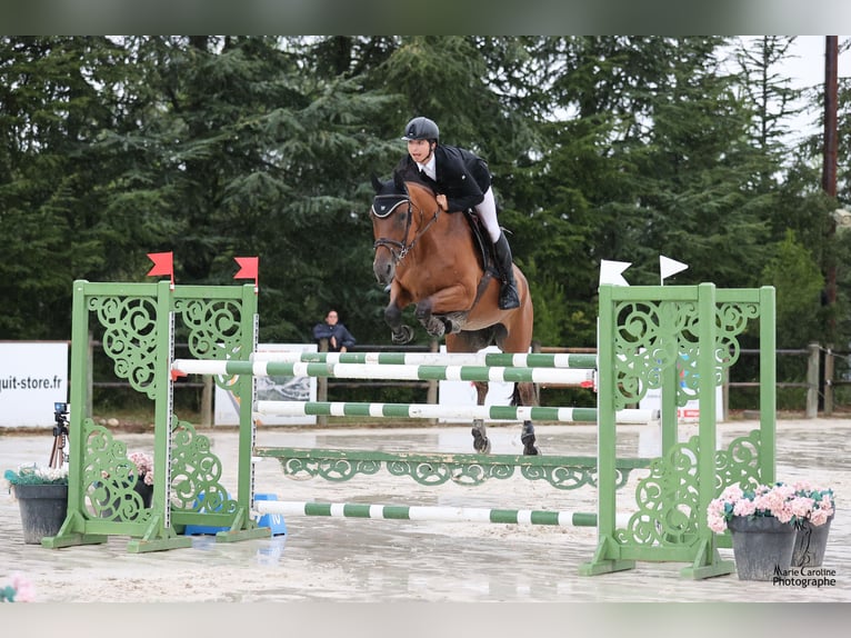 Selle Français Giumenta 13 Anni Baio in Aix-en-Provence