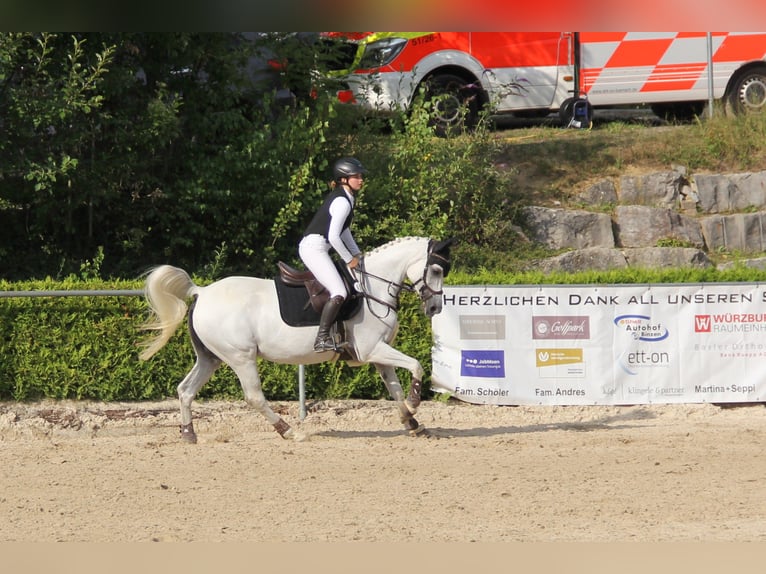 Selle Français Giumenta 14 Anni 151 cm Grigio in Lörrach