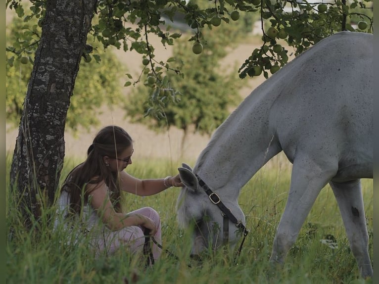 Selle Français Giumenta 14 Anni 151 cm Grigio in Lörrach