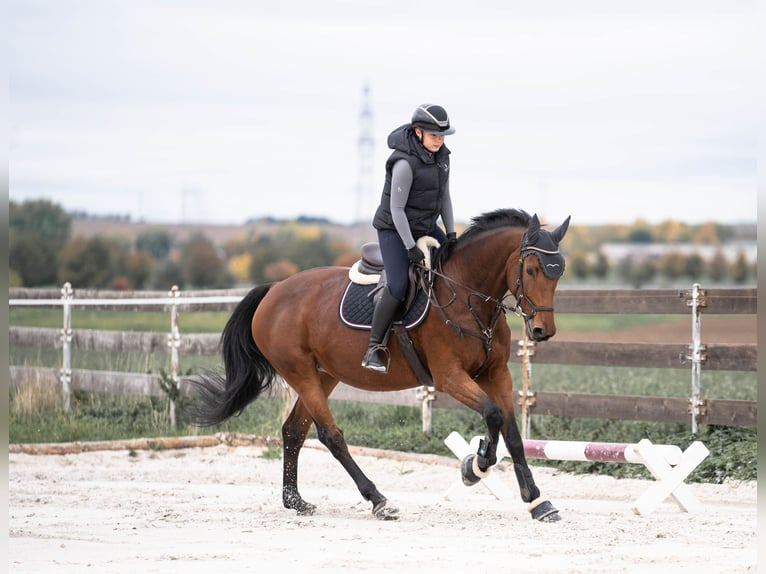 Selle Français Giumenta 14 Anni 165 cm Baio in Burgwerben