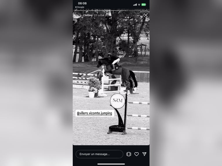 Selle Français Giumenta 14 Anni 165 cm Baio in Saint-Martin-Choquel