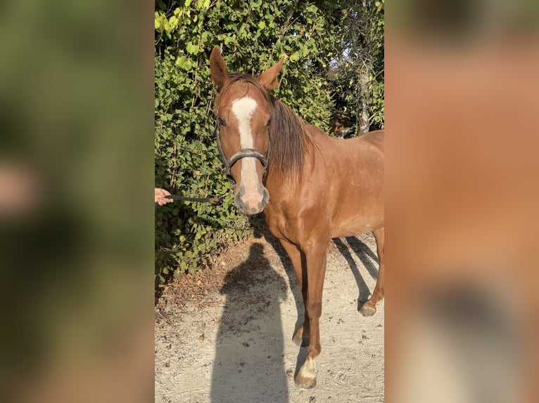 Selle Français Giumenta 14 Anni 165 cm Sauro in GROTE-BROGEL