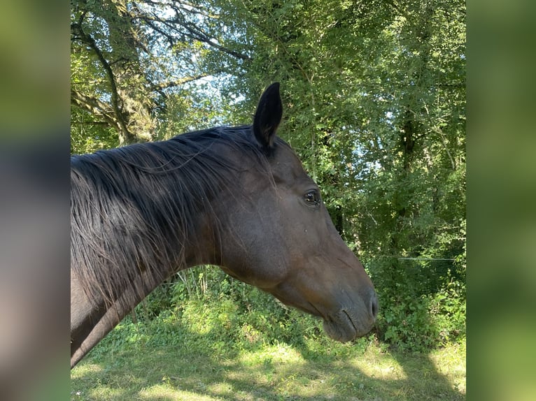 Selle Français Giumenta 14 Anni 173 cm Baio scuro in Le Dorat