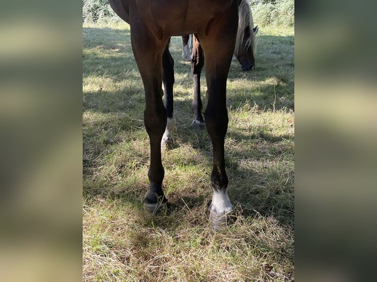 Selle Français Giumenta 14 Anni 173 cm Baio scuro in Le Dorat