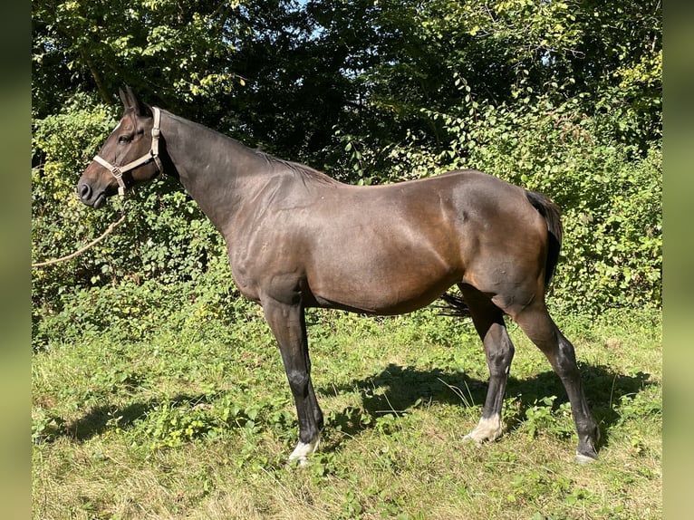 Selle Français Giumenta 14 Anni 173 cm Baio scuro in Le Dorat