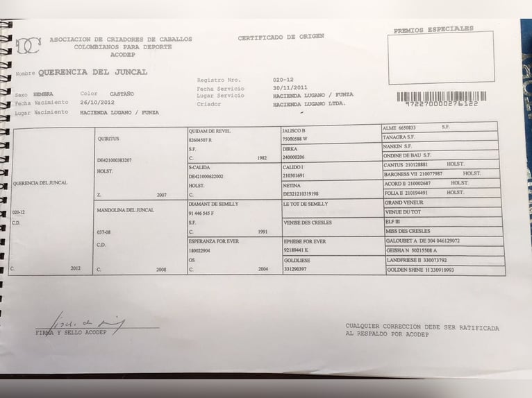 Selle Français Giumenta 14 Anni 173 cm Sauro scuro in Loxahatchee