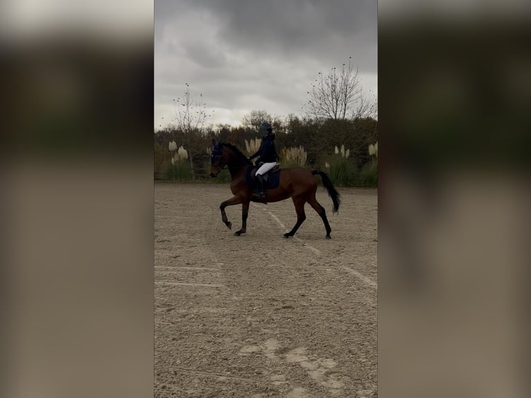 Selle Français Giumenta 14 Anni 175 cm Baio in Dour