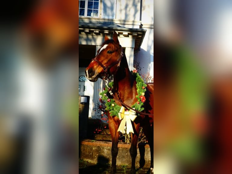 Selle Français Giumenta 15 Anni 155 cm Baio in Aspach le bas