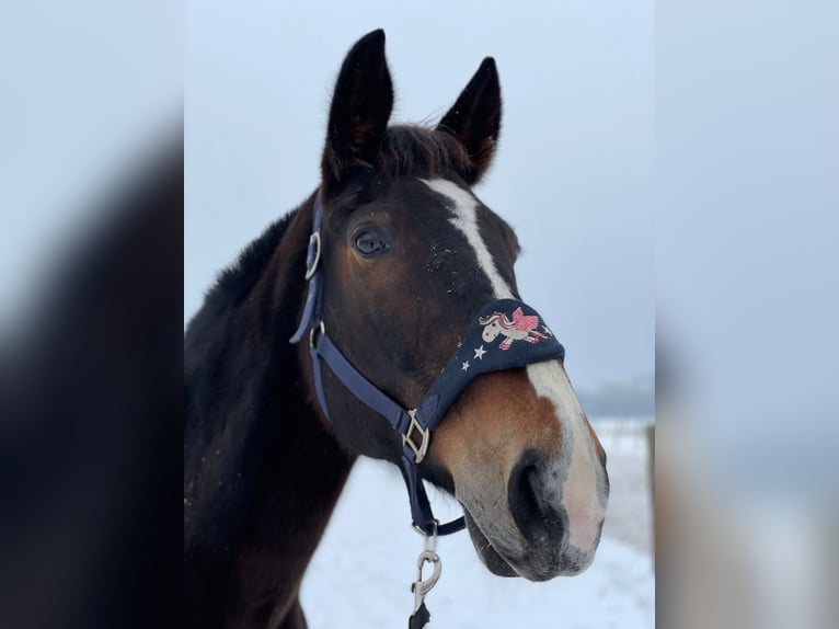 Selle Français Giumenta 15 Anni 165 cm Baio nero in Strasbourg