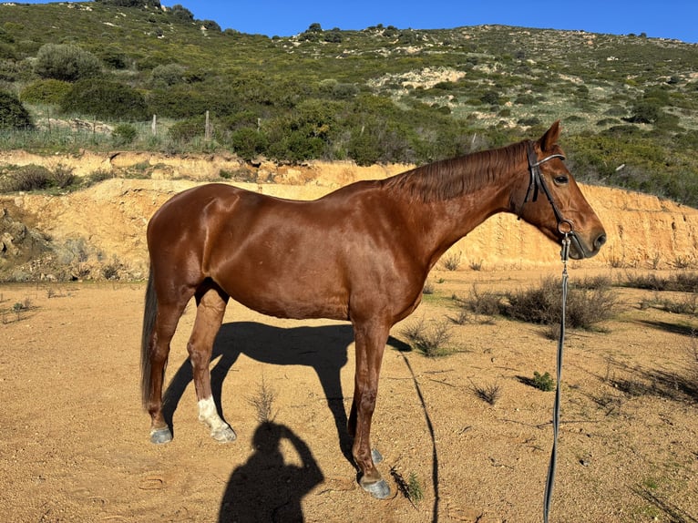 Selle Français Giumenta 16 Anni 167 cm Sauro in Ajaccio