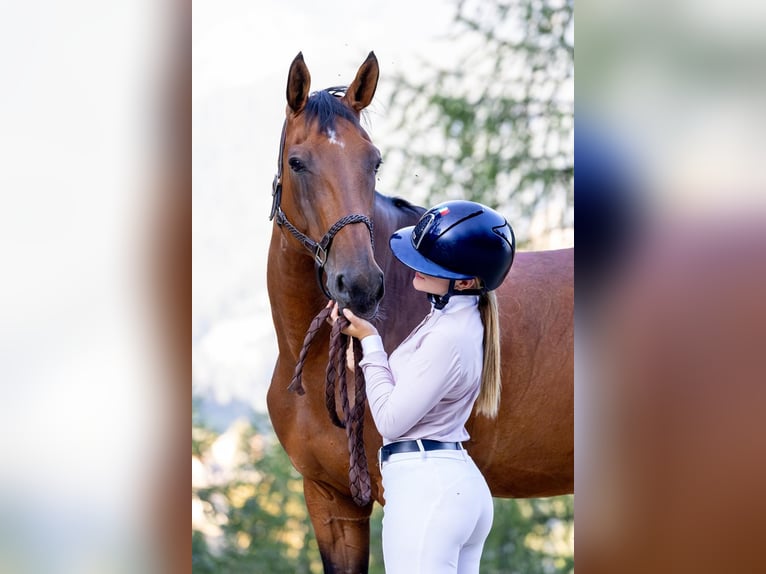 Selle Français Giumenta 16 Anni 168 cm Baio in Busto Arsizio
