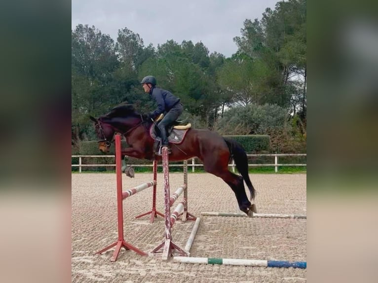 Selle Français Giumenta 16 Anni 170 cm Baio in Canapost