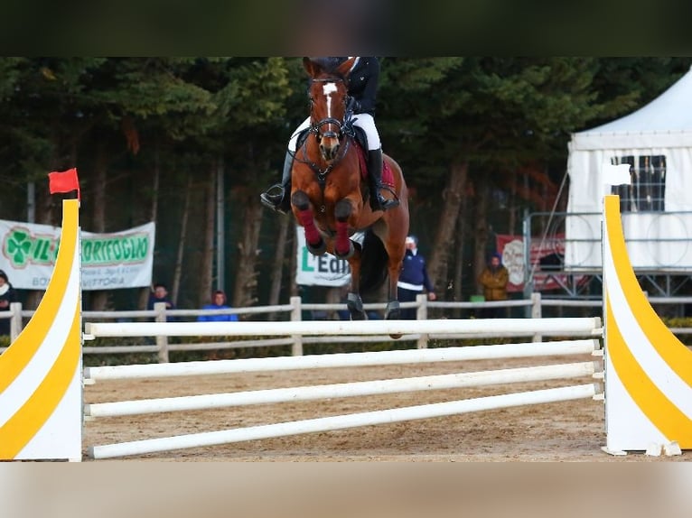 Selle Français Giumenta 16 Anni Baio in Messina