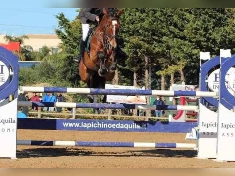 Selle Français Giumenta 16 Anni Baio in Messina