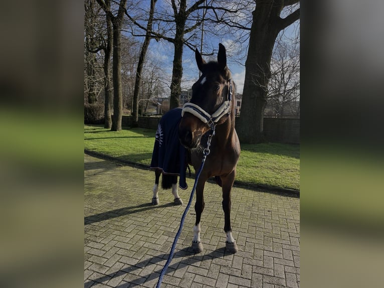 Selle Français Giumenta 17 Anni 172 cm Baio in Osnabrück