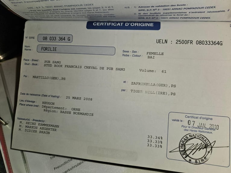 Selle Français Giumenta 18 Anni 165 cm Baio in Ebnet