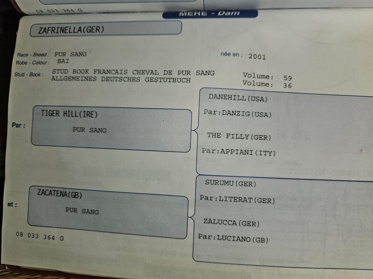 Selle Français Giumenta 18 Anni 165 cm Baio in Ebnet