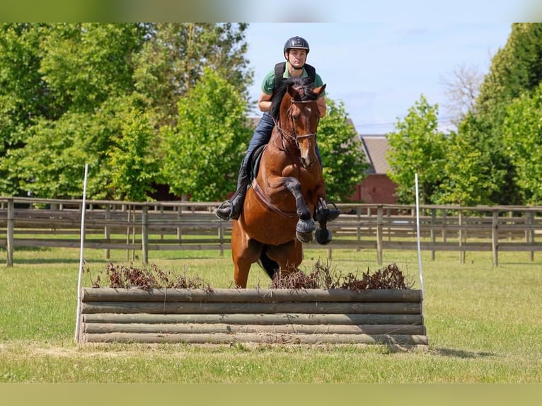 Selle Français Giumenta 18 Anni 170 cm Baio in Soyécourt