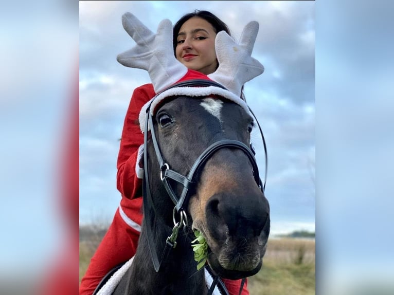 Selle Français Giumenta 23 Anni 160 cm Morello in Coubron