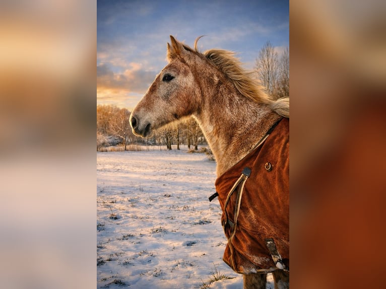 Selle Français Giumenta 2 Anni 165 cm Grigio in Villers le Temple