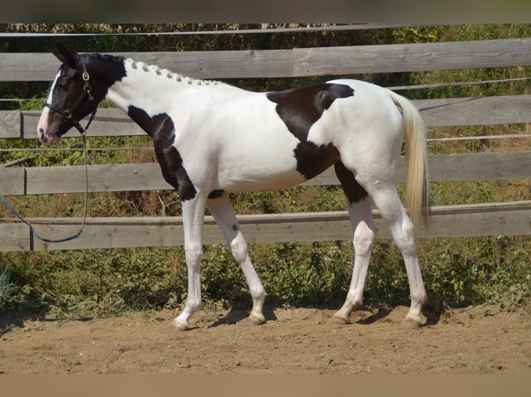 Selle Français Giumenta 2 Anni 168 cm Pezzato in Herepian