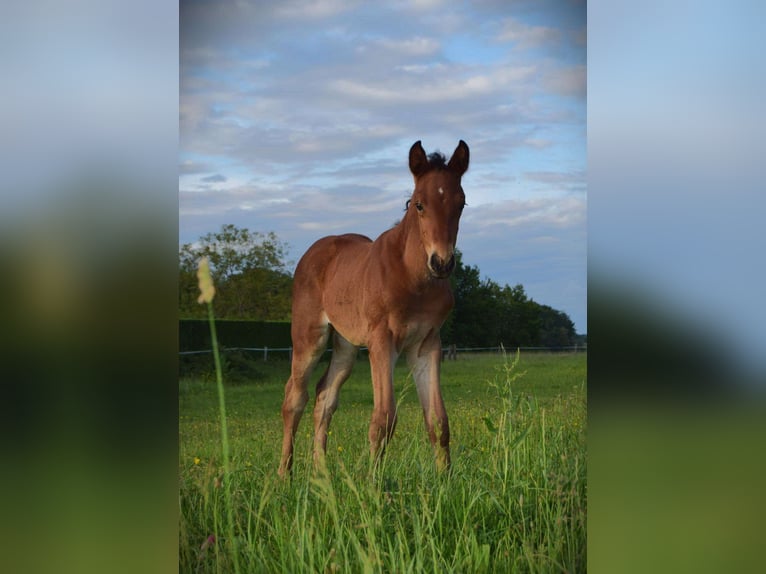 Selle Français Giumenta 2 Anni Baio in saint agnan