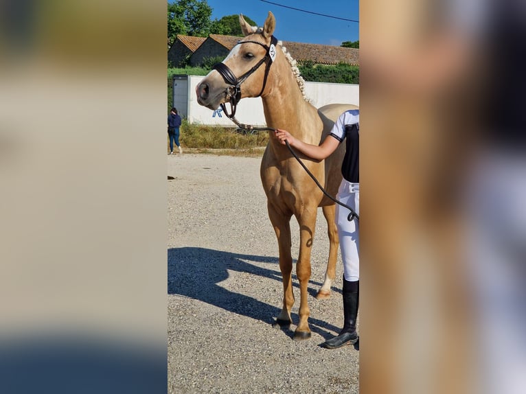 Selle Français Giumenta 3 Anni 153 cm Palomino in Boll&#xE8;ne